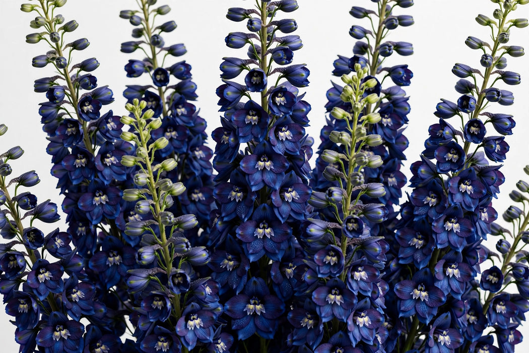 Next Day Delivery - DELPHINIUM BE SEA WALTZ 80cm 10st - Dark Blue - 140 Stems [LIMITED]