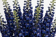 Next Day Delivery - DELPHINIUM BE SEA WALTZ 80cm 10st - Dark Blue - 140 Stems [LIMITED]