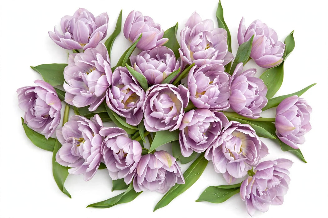 Tulip Collective - Sweet Breeze 40Cm 40Gr - Light Lavender - 150 Stems