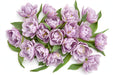 Tulip Collective - Sweet Breeze 40Cm 40Gr - Light Lavender - 150 Stems