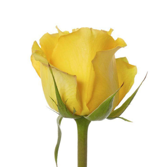 Smart Buy $2.25/Stem Farm Direct BIKINI (100 STEMS) - U.S. Delivery Coast to Coast.