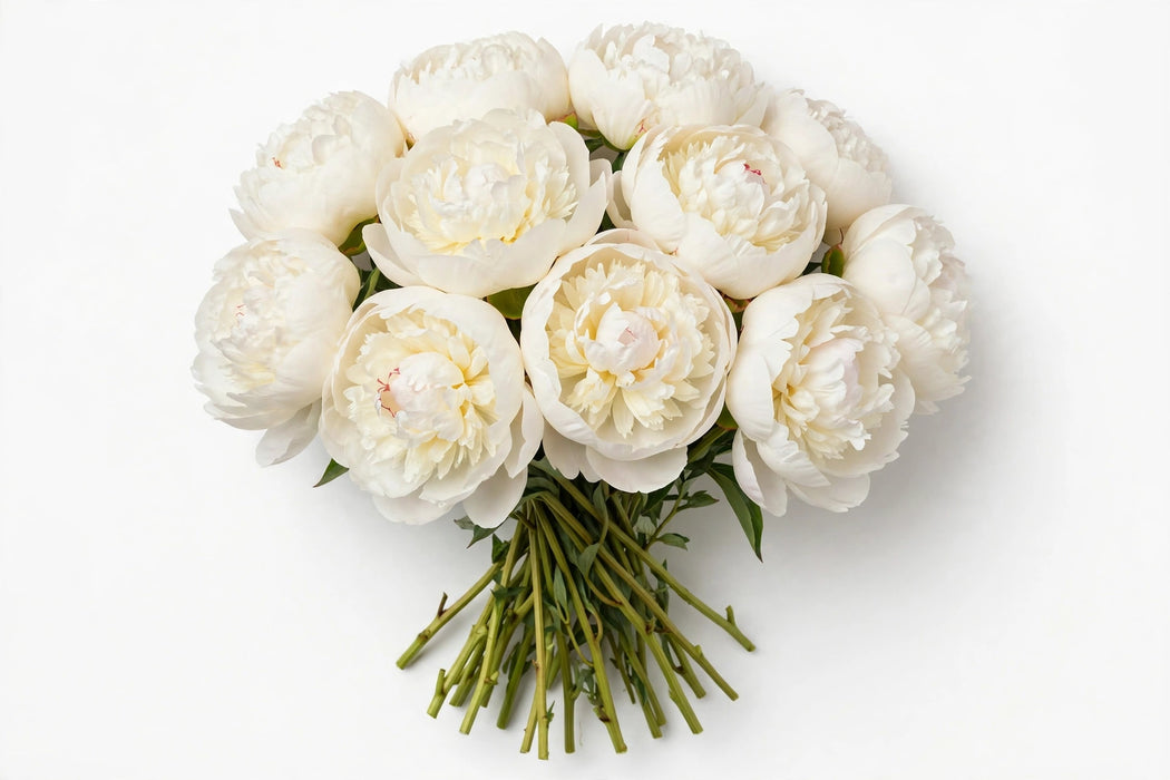 Next Day Delivery - Peonies - AAA Bowl of Cream White 50-60cm - 50 Stems