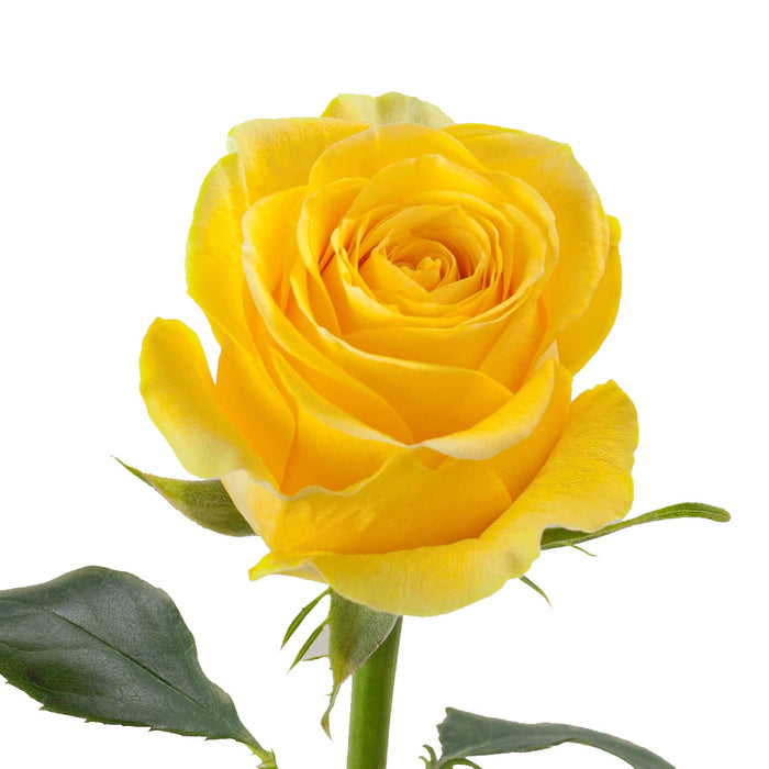 Smart Buy $2.25/Stem Farm Direct BRIGHTON (100 STEMS) - U.S. Delivery Coast to Coast.