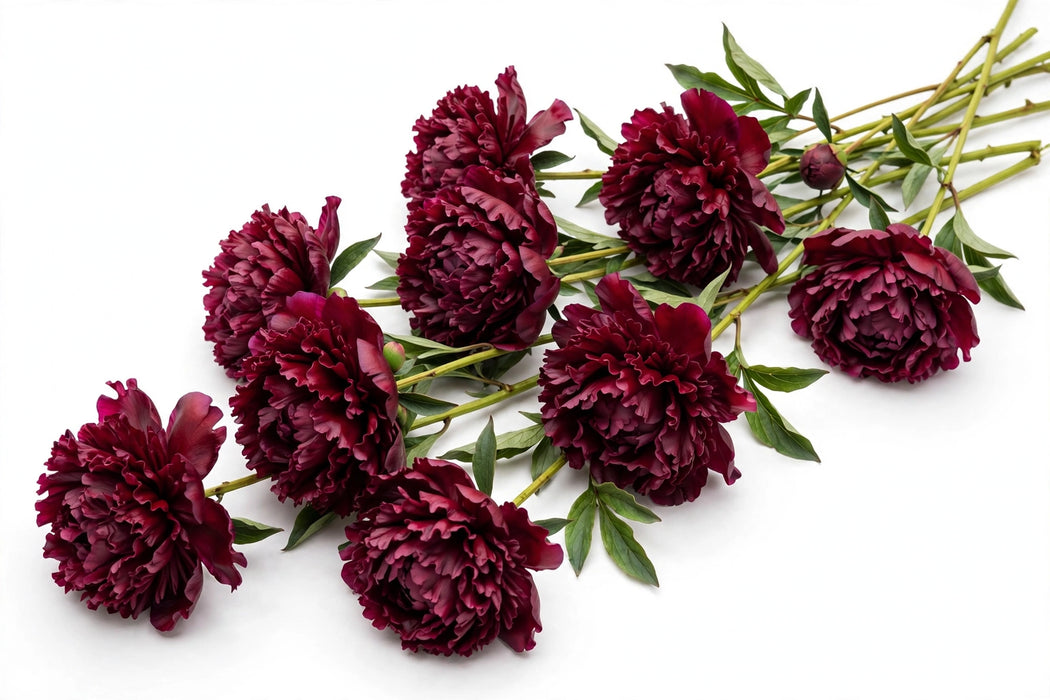 Next Day Delivery - Buckeye Belle Ruffled Burgundy 50-60cm - 50 Stems