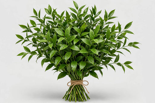 Ruscus Italian 250gr. Xl - 40 Bunches/Box