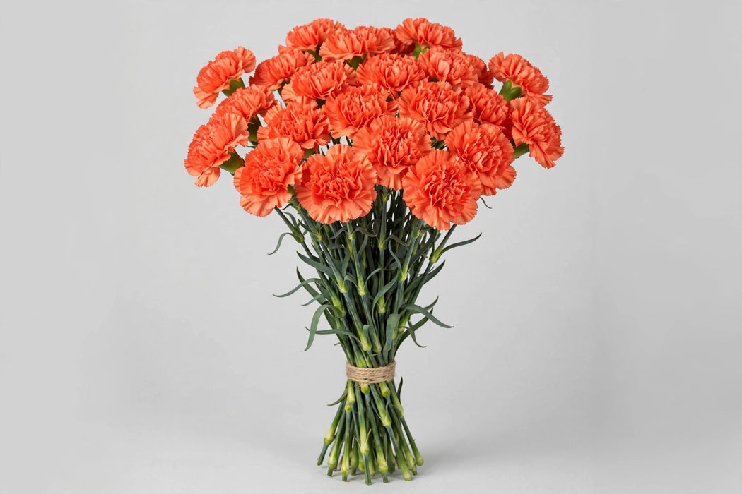 Carnation Hermes Orange - 250 Stems
