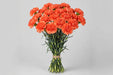 Carnation Hermes Orange - 250 Stems