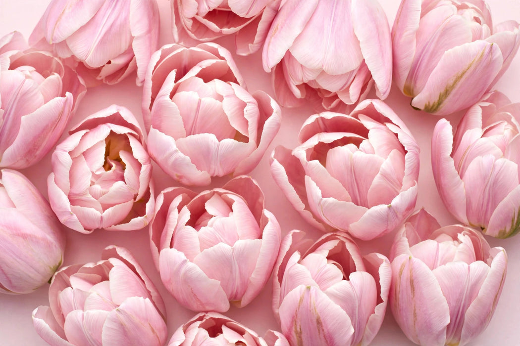 Tulip Collective - Double Voque 36Cm 34Gram - Blush - 150 Stems