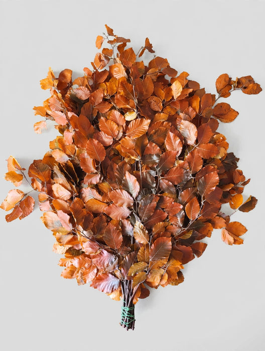 Copperbeech Orange - 20 Bunches / Box (Mix & Match)