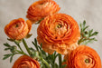 Ranunculus Flower Collection - Ranunculus Orange 30-40CM (120 STEMS / BX)