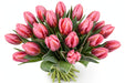 Tulip Collective - Pretty Princess 35Cm 35Gr - Bicolor Pink - 150 Stems