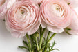Next Day Delivery - RANUNCULUS ELEGANCE LIGHT PINK 35cm 10st - Light Pink - 120 Stems [LIMITED]