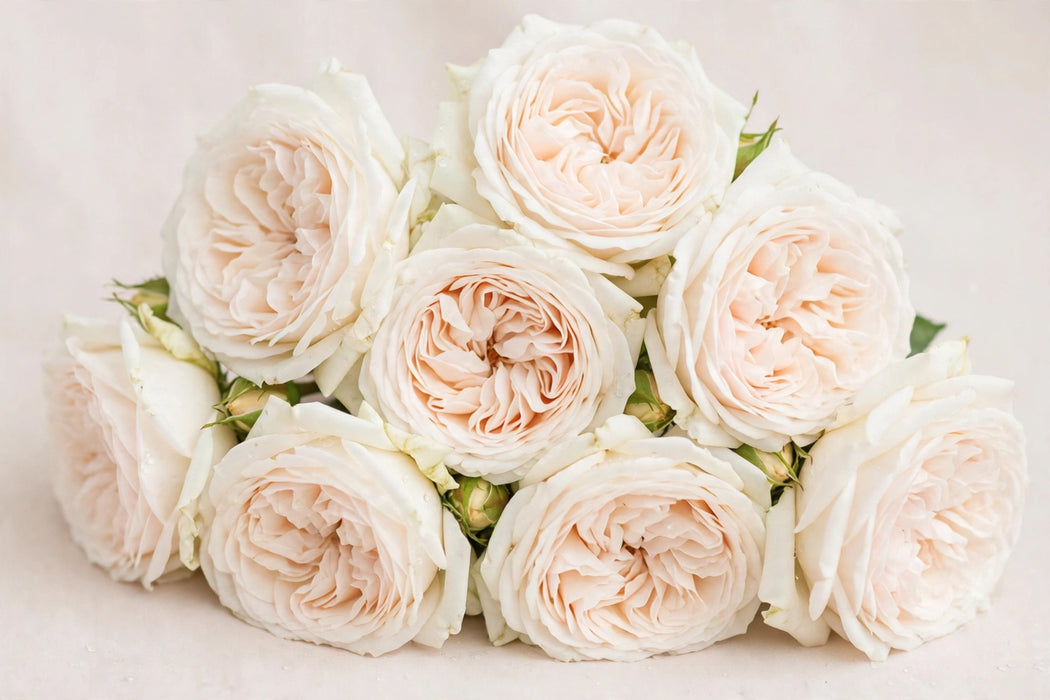 Next Day Delivery - ROSE WHITE O'HARA 50cm 5cm 25st - White - 100 Stems [Limited]