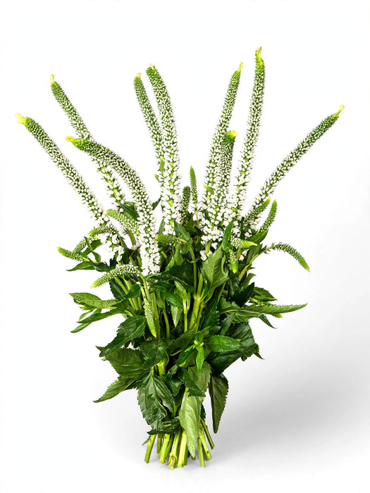 Next Day Delivery - VERONICA WHITE VICTORY 60cm 10st - White - 140 Stems [LIMITED]