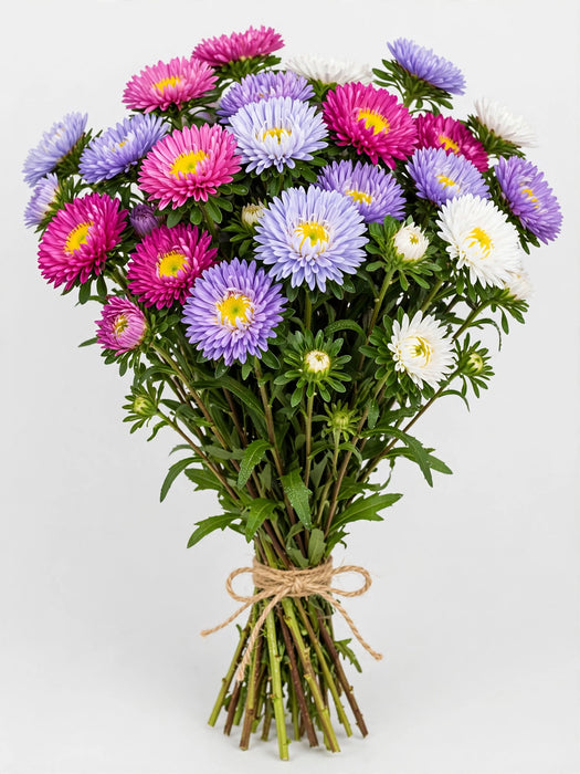 Matsumoto Aster Assorted - 12 Bunches/Box