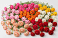 The Ranunculus Collection - Ranunculus Assorted 10 Peach 20 Hot Pink 10 Light Pink 20 Orange 20 Red 10 White 10 Yellow 40-50CM (100 STEMS / BX)