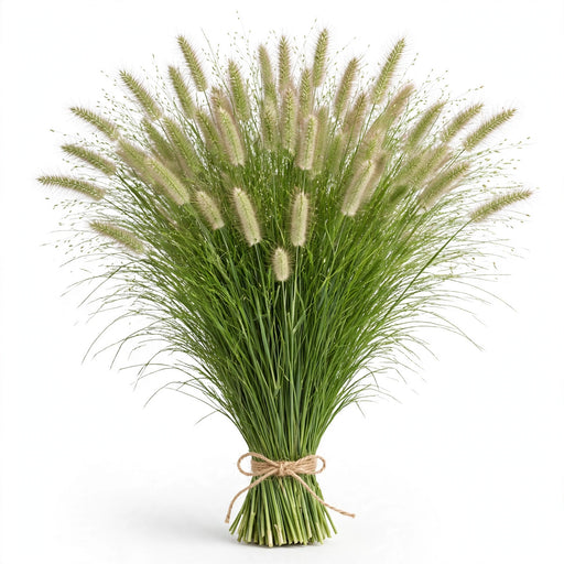 Explosion Grass 12BU/BX