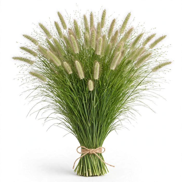 Explosion Grass 12BU/BX