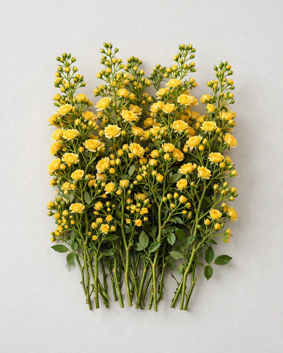 Spray Roses Yellow Babe 50cm 120ST/BX