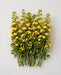 Spray Roses Yellow Babe 50cm 120ST/BX