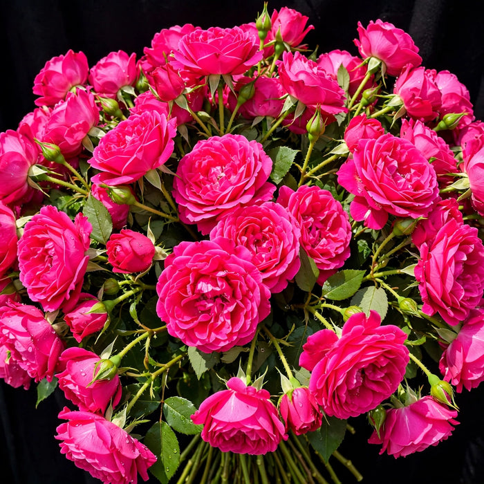 Next Day Delivery - ROSE QUEEN BERRY 60cm 4cm 25st - Hot Pink - 100 Stems [Limited]