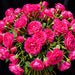 Next Day Delivery - ROSE QUEEN BERRY 60cm 4cm 25st - Hot Pink - 100 Stems [Limited]