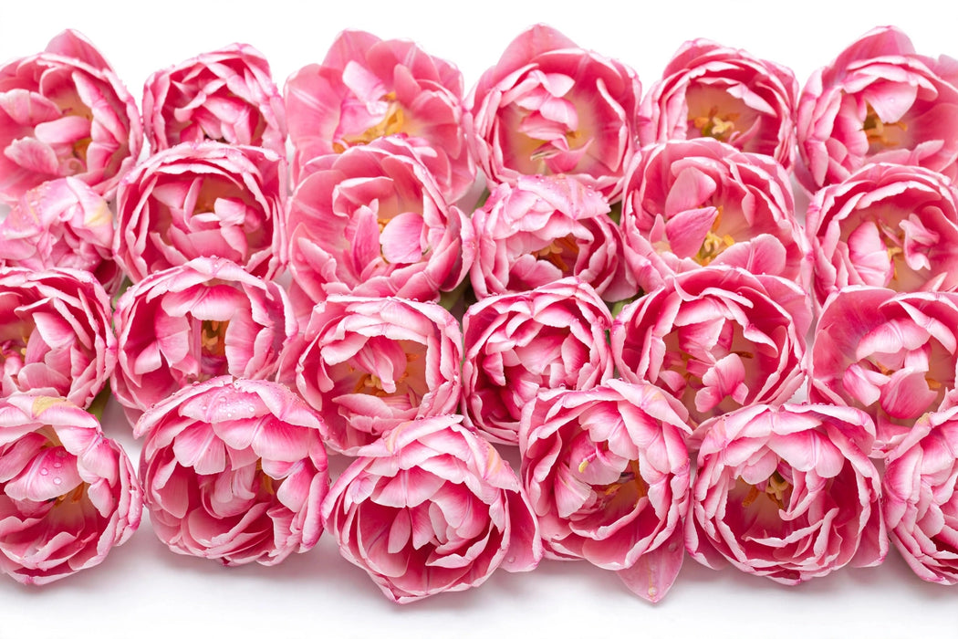Tulip Collective - Double Foxtrot 37Cm 35Gr - Pink - 150 Stems