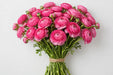 The Ranunculus Collection - Ranunculus Hot Pink 40-50CM (100 STEMS / BX)
