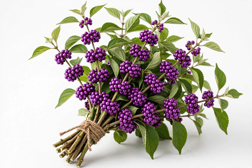 Beauty Berry - 10 Bunches/Box