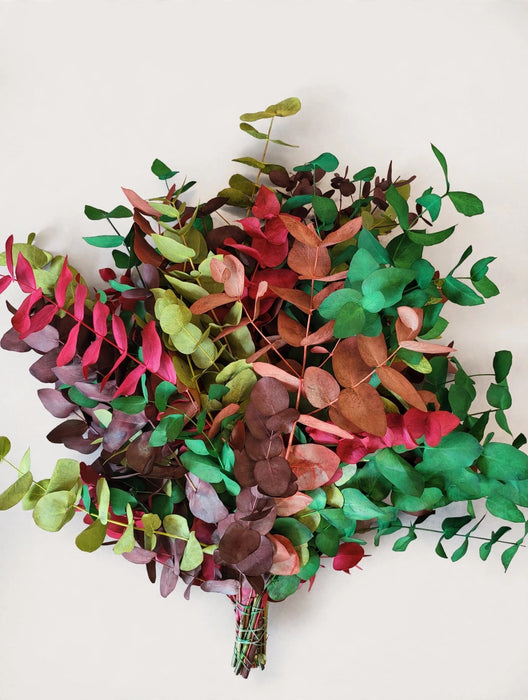 Euc Cinerea Harlequin Mix - 20 Bunches / Box (Mix & Match)