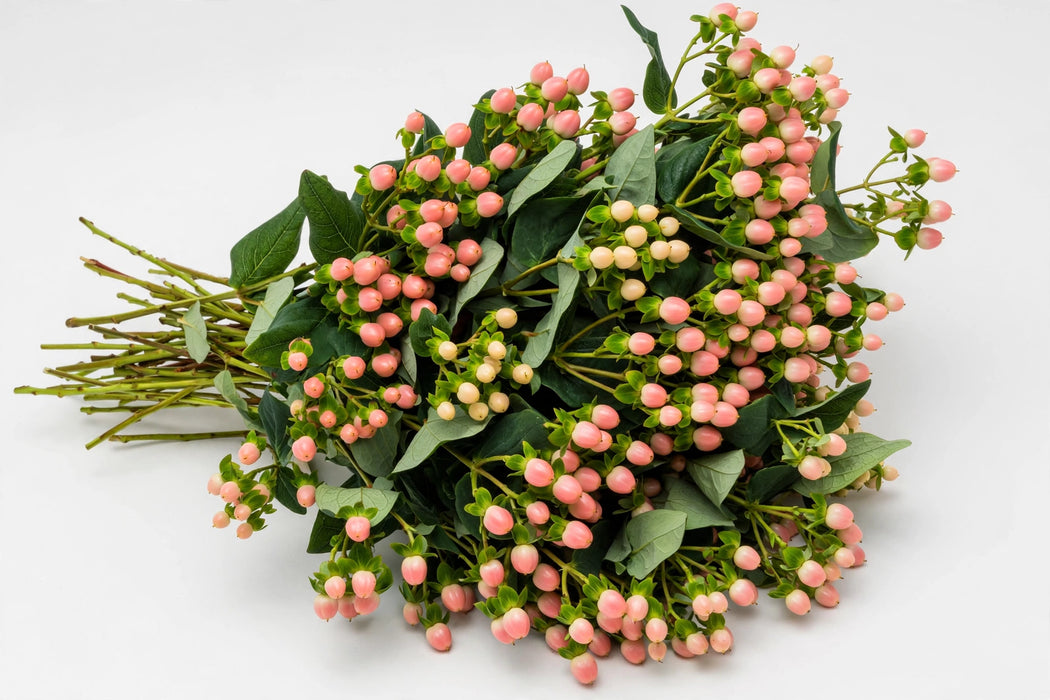 Next Day Delivery - HYPERICUM MELLOW ROMANCE 60cm 10st - Peach - 90 Stems [LIMITED]