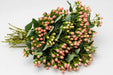 Next Day Delivery - HYPERICUM MELLOW ROMANCE 60cm 10st - Peach - 90 Stems [LIMITED]