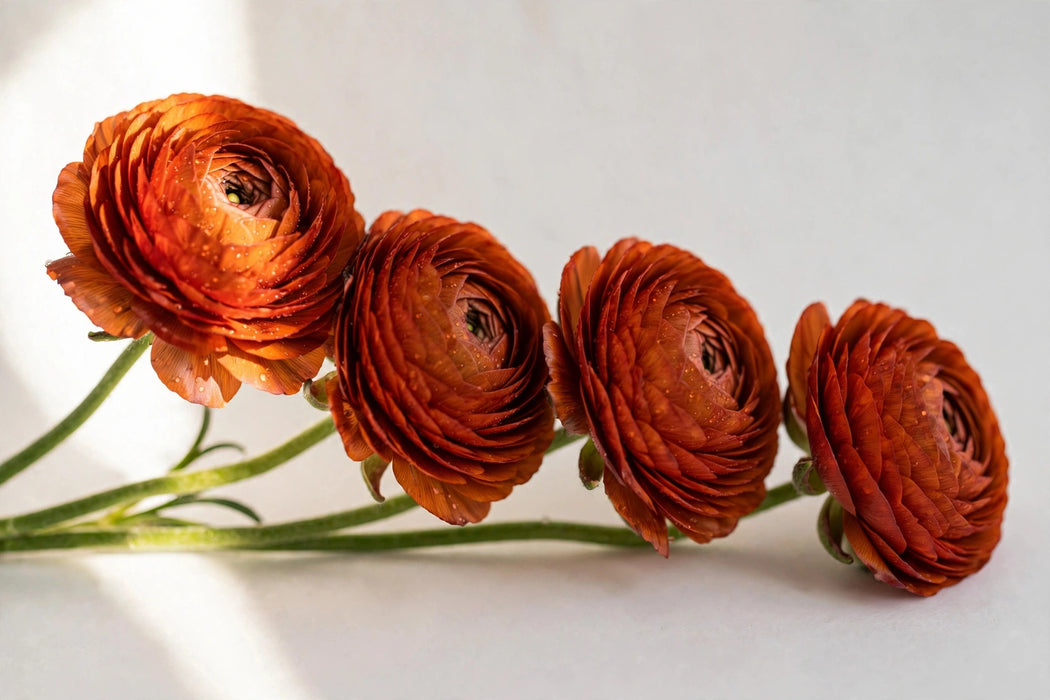 Ranunculus Flower Collection - Ranunculus Dark Orange 40-50CM (120 STEMS / BX)
