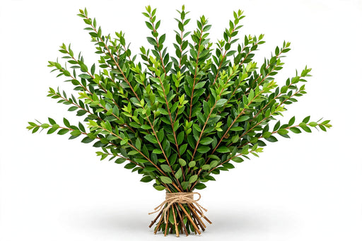 Myrtle - 25 Bunches/Box