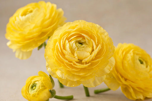 Ranunculus Flower Collection - Butterfly Ranunculus Diones Yellow 50-60CM (120 STEMS / BX)