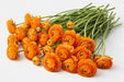 The Ranunculus Collection - Ranunculus Orange 30-40CM (100 STEMS / BX)