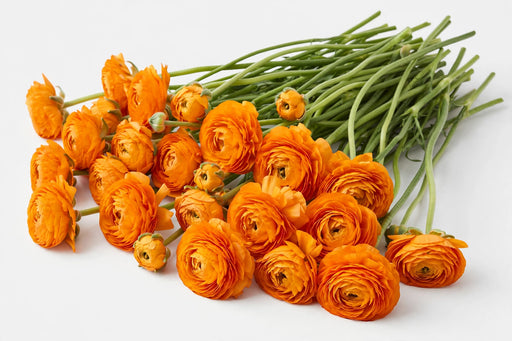 The Ranunculus Collection - Ranunculus Orange 30-40CM (100 STEMS / BX)