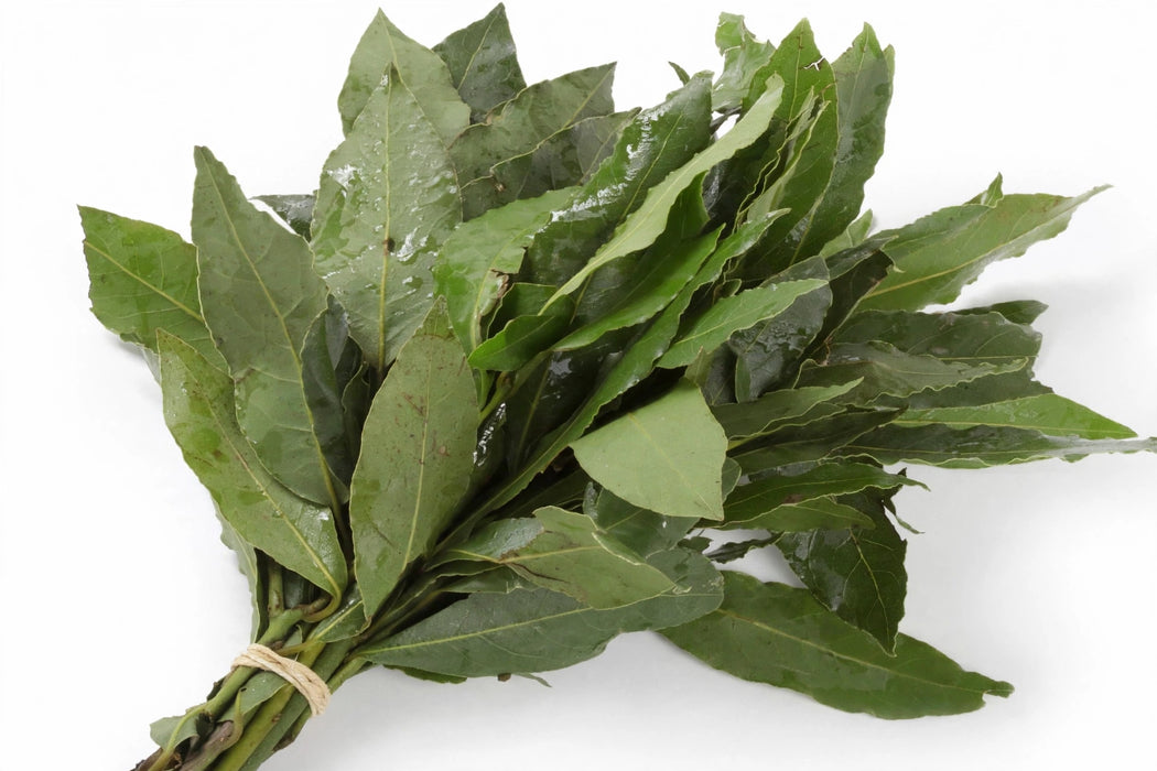 Bayleaf - 12 Bunches/Box