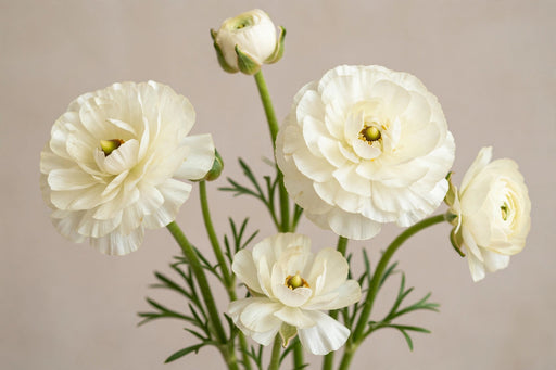 Ranunculus Flower Collection - Butterfly Ranunculus Graces White - Cream 40-50CM (120 STEMS / BX)