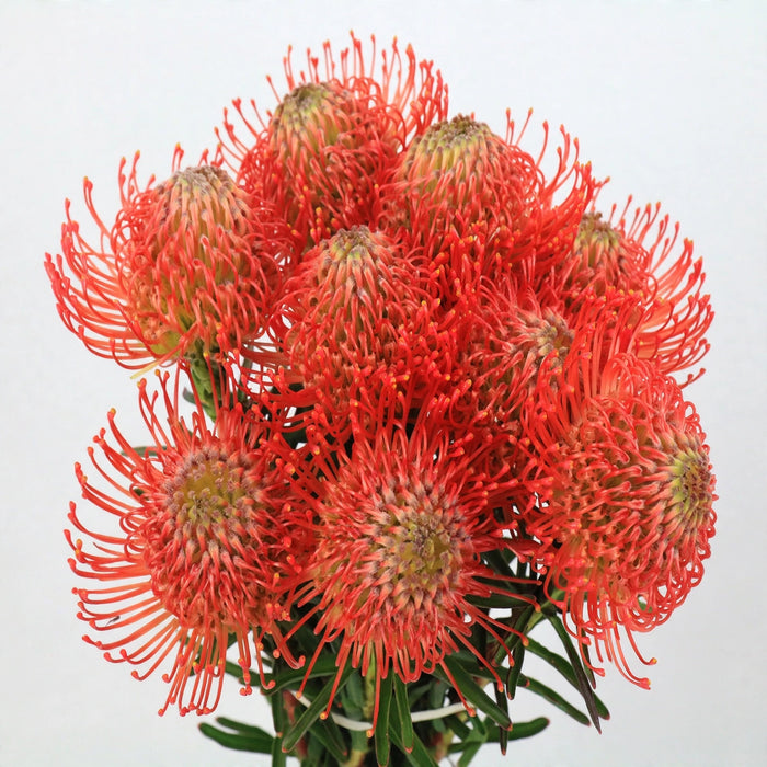 Next Day Delivery - PINCUSHION SUCCESSION 40cm - Orange - 50 Stems [LIMITED]