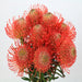 Next Day Delivery - PINCUSHION SUCCESSION 40cm - Orange - 50 Stems [LIMITED]