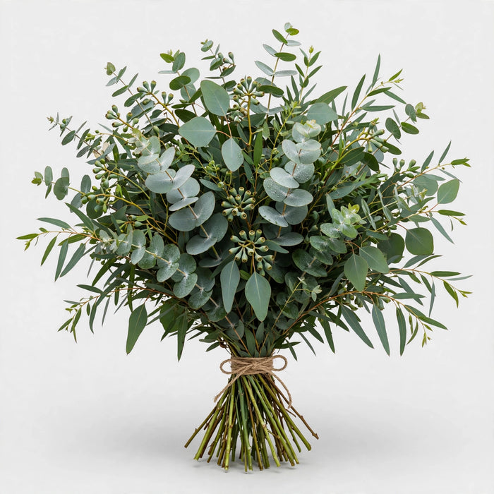 Eucalyptus Mix - 10 Bunches/Box