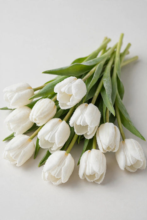 Tulip Collective - Dyed Frost White 37cm 35gr (50 STEMS / BX)