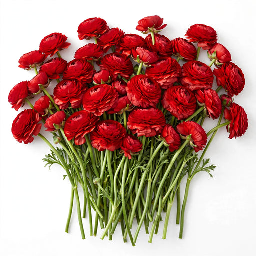 The Ranunculus Collection - Romance Ranunculus Get Lucky Red 30-40CM (100 STEMS / BX)