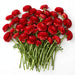 The Ranunculus Collection - Romance Ranunculus Get Lucky Red 30-40CM (100 STEMS / BX)