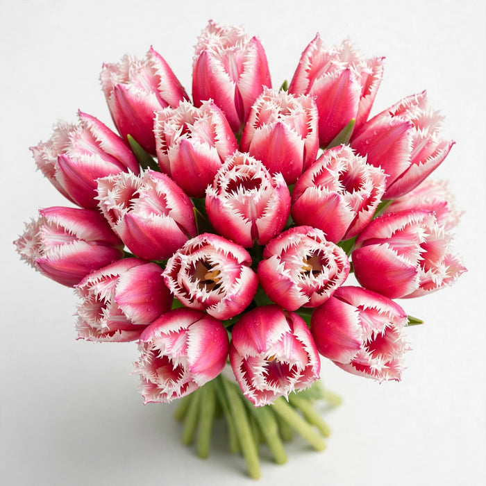 Tulip Collective - Frill Queensland 30Cm 35Gr - Bicolor Pink-White - 150 Stems