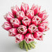 Tulip Collective - Frill Queensland 30Cm 35Gr - Bicolor Pink-White - 150 Stems