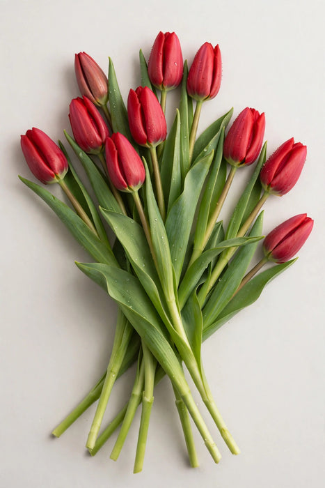 Tulip Collective - Curry 40cm 40gr (50 STEMS / BX)