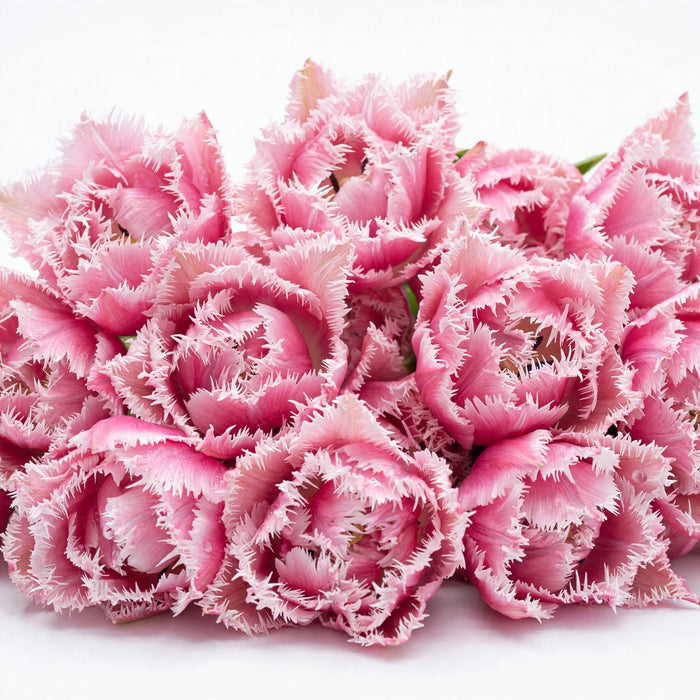 Tulip Collective - Frilled Queensland 36Cm 38Gram - Pink - 150 Stems