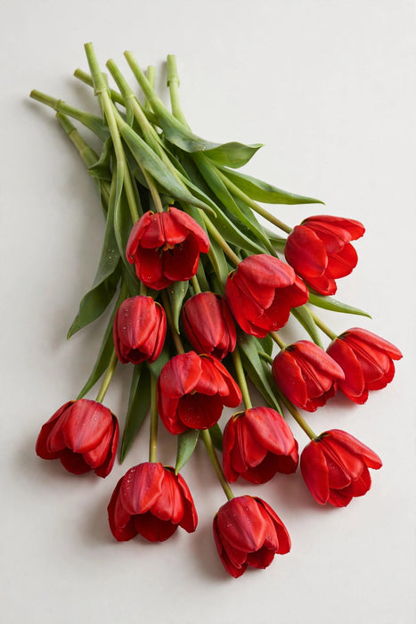 Tulip Collective - Dyed Reddies 37cm 35gr (50 STEMS / BX)
